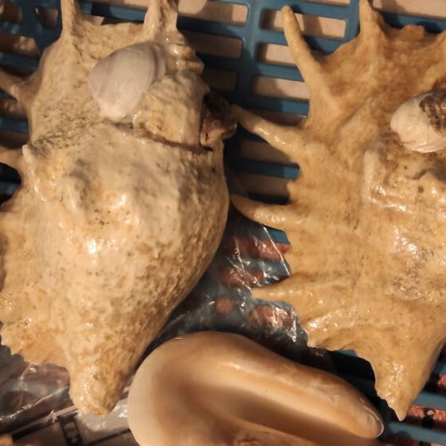Large Red Sea shells new in various designs