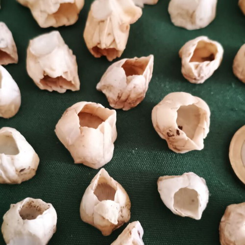 Barnacle shells pack of 38 new for crafts and decoration