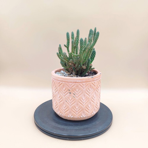 Opuntia Tuna Monstruosa Cactus in Ceramic Pot new
