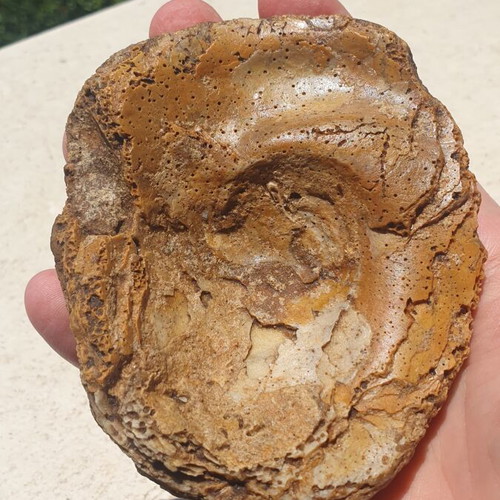 Fossilized Oyster Ostrea soap dish new