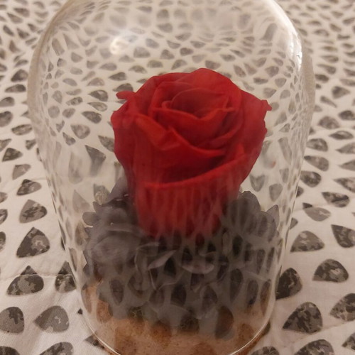 Forever Rose in Glass Dome with Dried Hydrangea, Like New