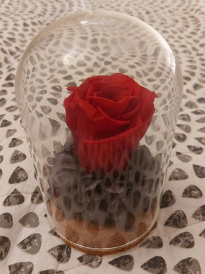 Forever Rose in Glass Dome with Dried Hydrangea, Like New