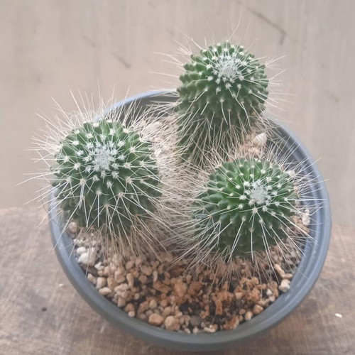 Mammillaria Spinosissima Un Pico cactus in nursery pot new