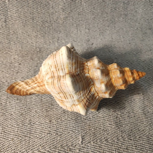 Fasciolaria Trapezium seashell like new, 17x8x11cm