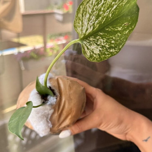 Monstera 'Devil Monster' new, pre-order