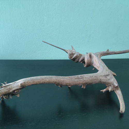 Driftwood "Pinocchio" for aquarium, new
