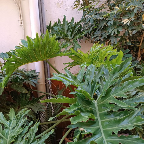 Philodendron bipinnatifidum with concrete pot, height 119 cm, diameter 170 cm
