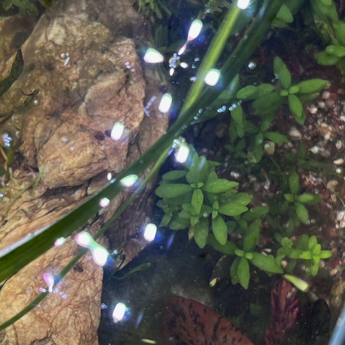 YiAqua full-spectrum aquarium fish tank light