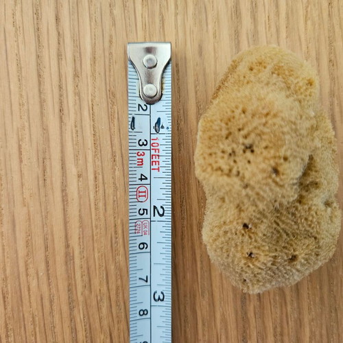 Natural sponges new, pack of 7 small, ideal for face