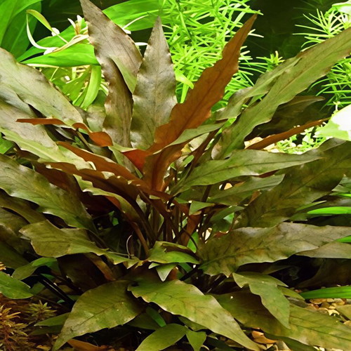 Cryptocoryne Wendii and Hygrophila lancea 'Araguaia' plant pack