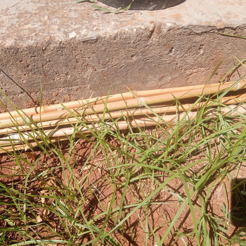 Bamboo cut pieces 3 to 4 meters