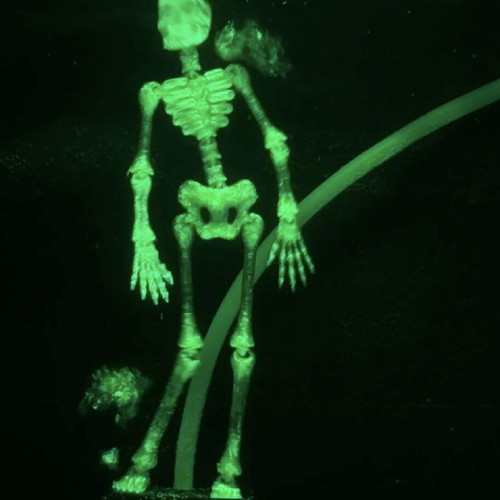 Dancing Skeleton for Aquarium 3D printed, made to order