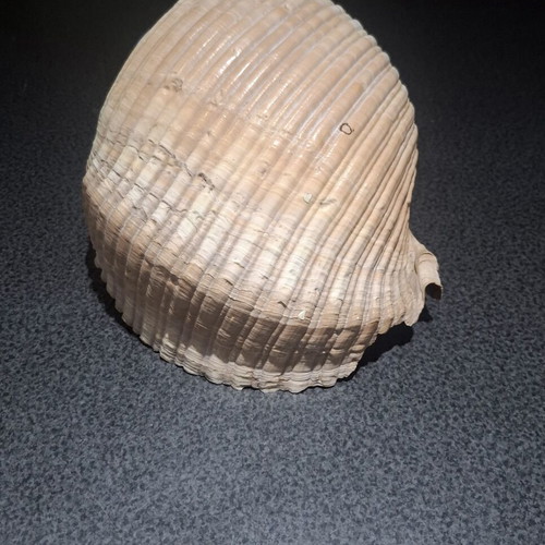 Tonna galea large collectible seashell, 19cm