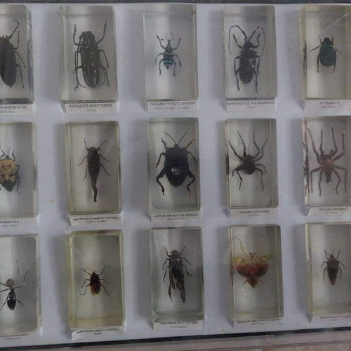 DeAgostini insect collection used
