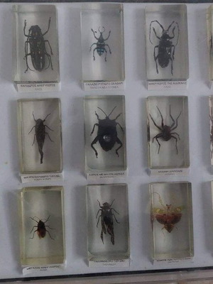 DeAgostini insect collection used