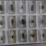 DeAgostini insect collection used
