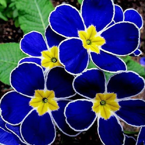 Oenothera Biennis blue nightflower seeds, pack of 25