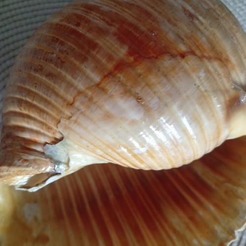 Tonna galea collectible seashell used, 100 years old