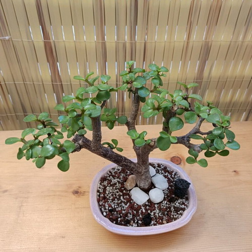 Portulacaria Afra Bonsai 20cm new