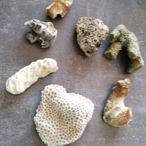 Rare rocks used, pack of 7 pieces, coral from Sri Lanka