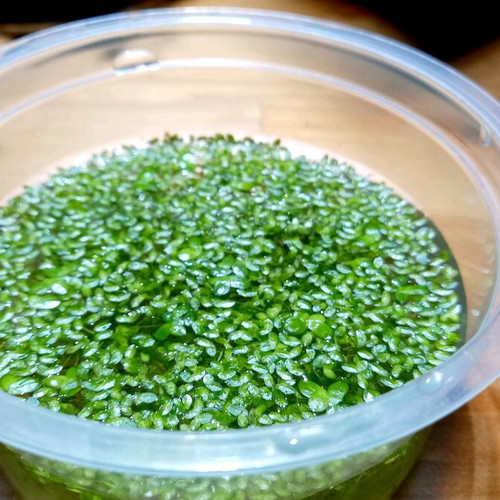 Duckweed Lemna Minor for Aquariums and Ponds
