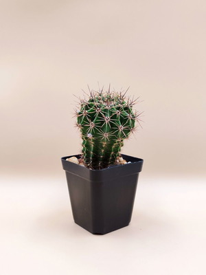Κάκτος Echinopsis σε πλαστικό γλαστράκι
