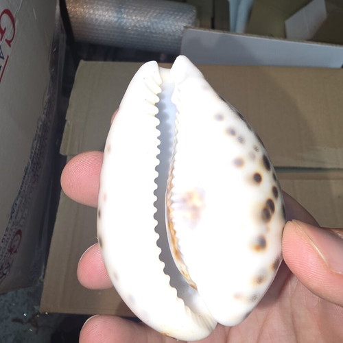 Tiger Cowrie Shells set of 5 like new