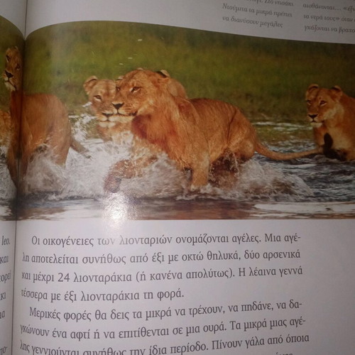 Wild Animals Lions new book 38 pages