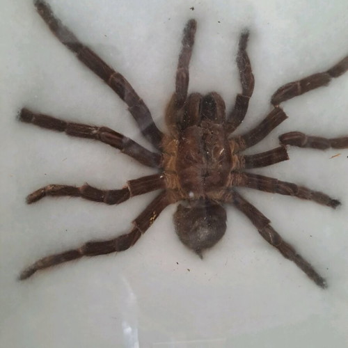 Spider tarantula in black frame with glass 22x22cm like new
