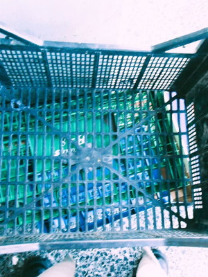 Plastic crate like new for fruits and vegetables