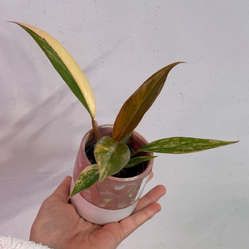 Philodendron Caramel Marble Variegata plant