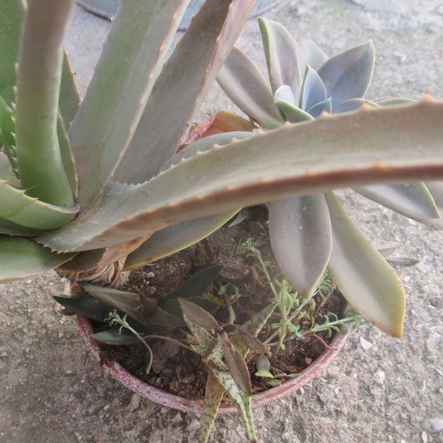 Succulents in clay pot new