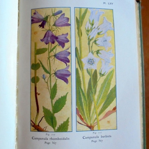 The Alpine Flora book used about Alpine flora