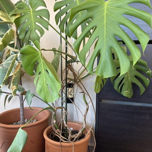 Large Monstera Deliciosa with pot like new