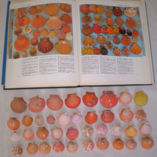 Natural sea shells used, collection of 137 pieces, selected