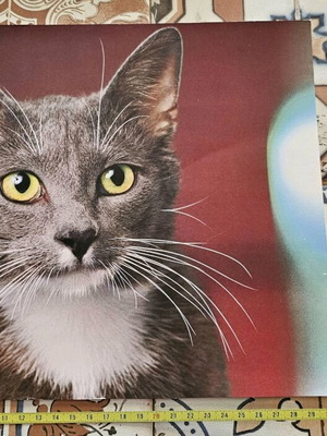 Cat posters cardboard like new, pack of 7, 31x25cm
