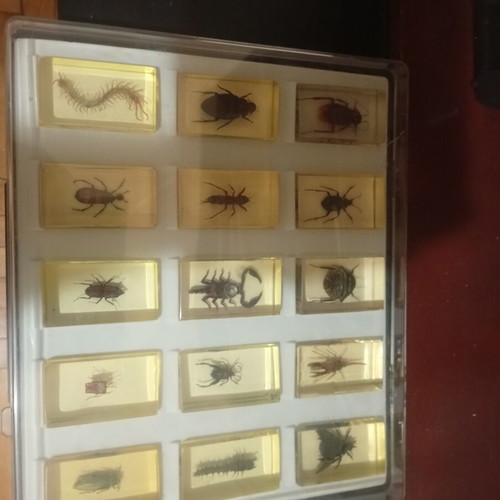 Insect display cases new, set of 4 with 53 insects in plexiglass