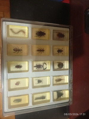 Insect display cases new, set of 4 with 53 insects in plexiglass