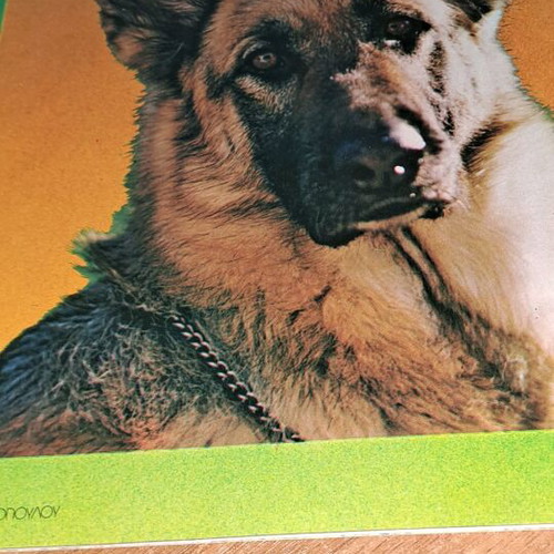 Book Ta Skylakia used, dog breeds