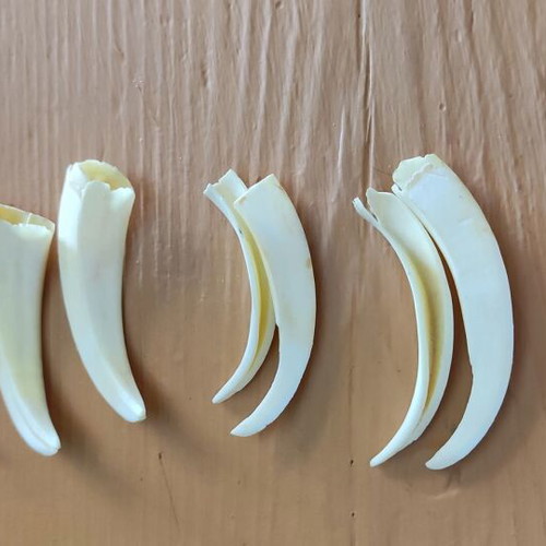 Wild boar tusks like new