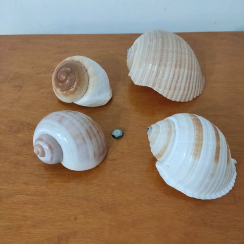 Natural shells like new, pack of 4 large