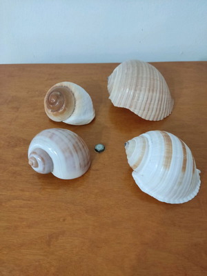 Natural shells like new, pack of 4 large