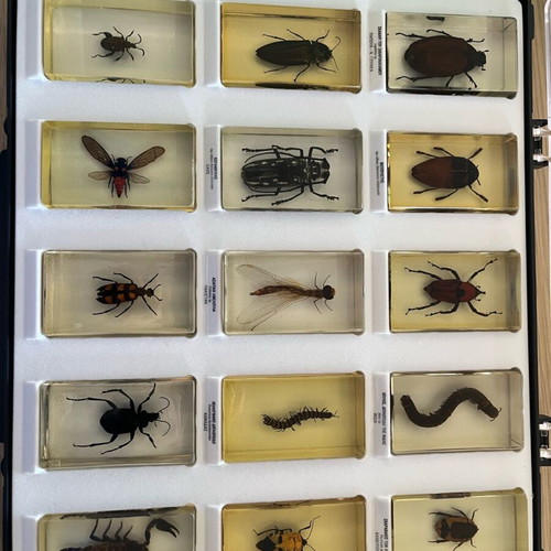 Insect collection like new with issues