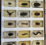 Insect collection like new with issues