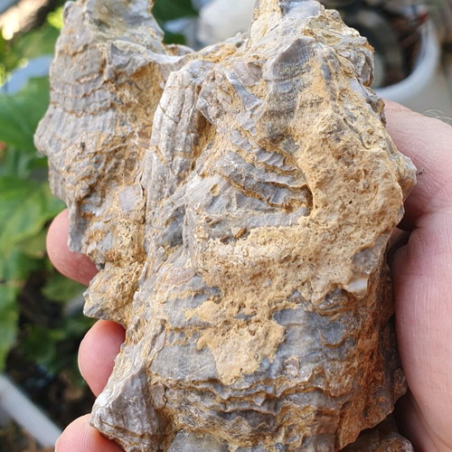 Multiblock Rudists Radiolites Fossil from Thebes Cretaceous