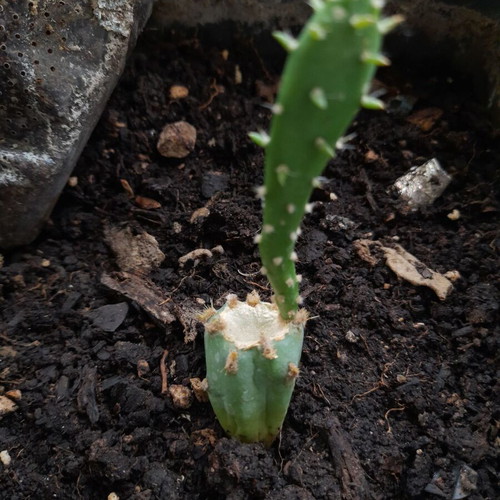 Small prickly pear cactus about 8 cm tall