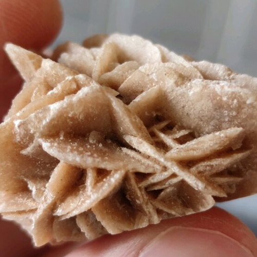 Desert Rose new