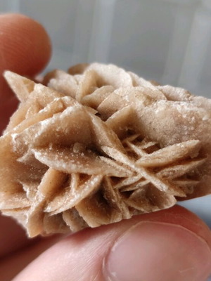 Desert Rose new