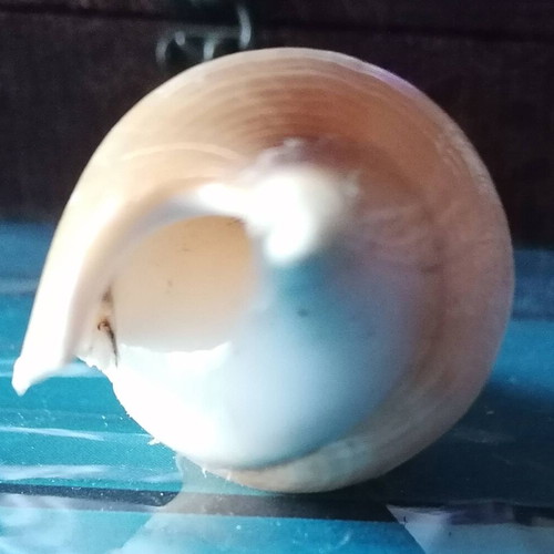 Medium Seashell #2 like new