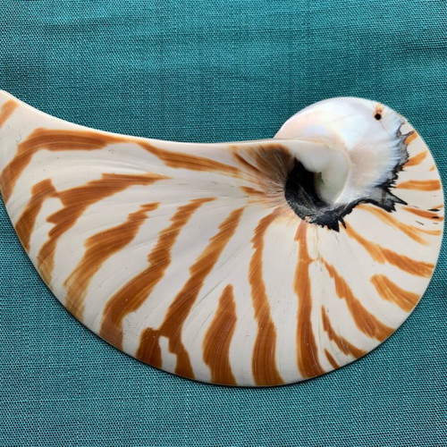Nautilus half shell decorative, like new